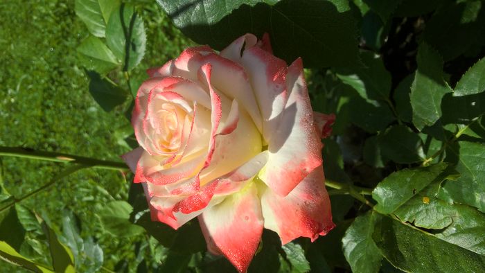 WP_20160626_09_41_54_Pro - Trandafiri 2016