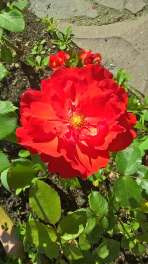 WP_20160626_09_41_17_Pro - Trandafiri 2016