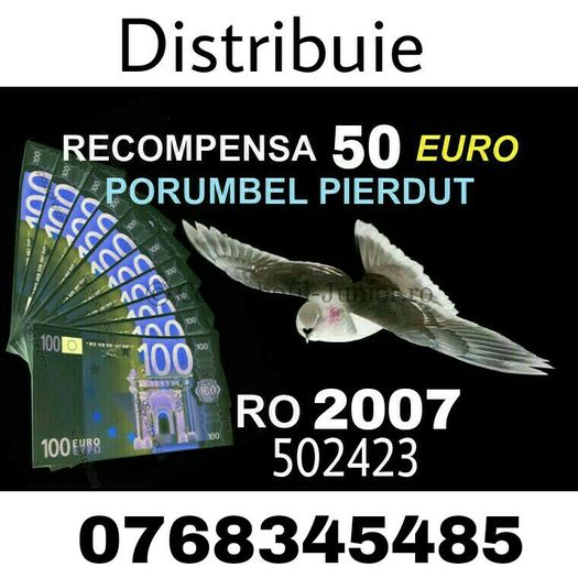 Ro 2007 502423 - Porumbei pierduti