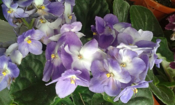 20160621 - AA VIOLETE de COLECTIE