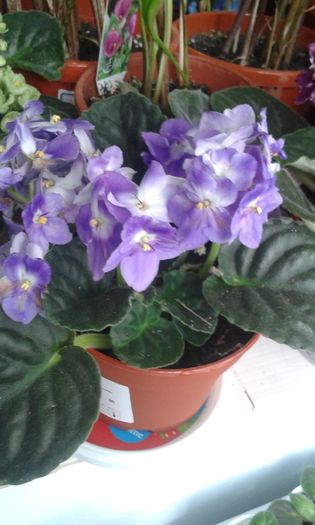 20160621 - AA VIOLETE de COLECTIE