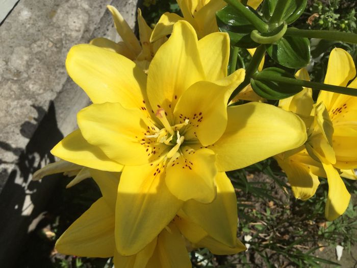 lilium Fata Morgana - Crini 2016
