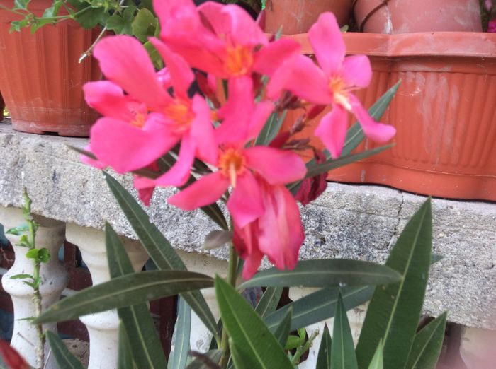 image - diverse plante de camera