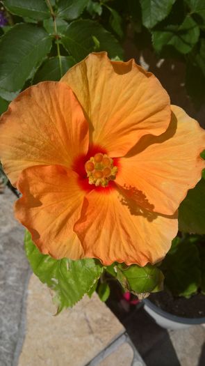 WP_20160626_11_19_59_Pro - Hibiscus Cafe Yellow