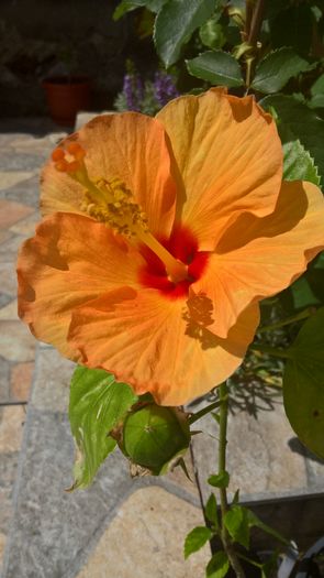 WP_20160626_11_19_54_Pro - Hibiscus Cafe Yellow