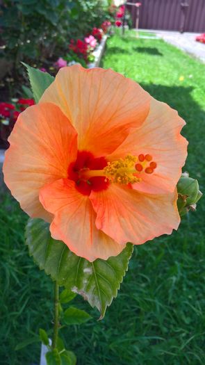 WP_20160626_14_02_30_Pro - Hibiscus Cafe Yellow