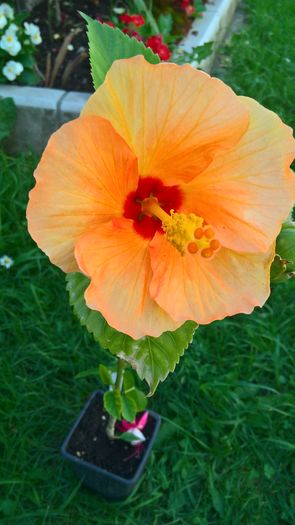 WP_20160626_14_02_35_Pro - Hibiscus Cafe Yellow