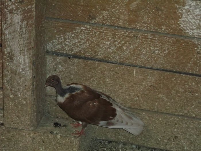 flori 1144 - PORUMBEI GAT-GOLAS