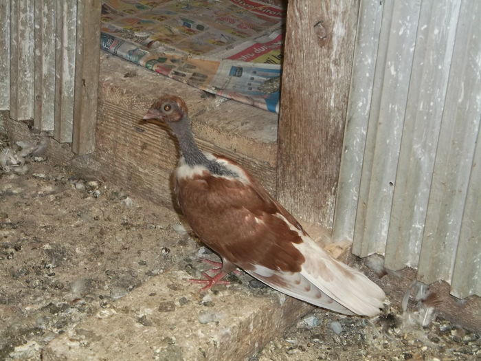 flori 1152