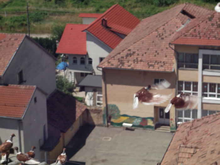 flori 1155 - PORUMBEI GAT-GOLAS