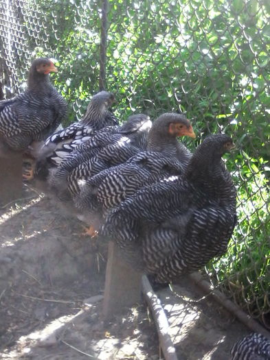 IMG_20160625_082957 - PUI-TINERET 2016