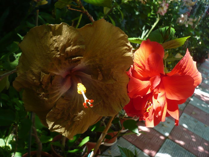 P1270668