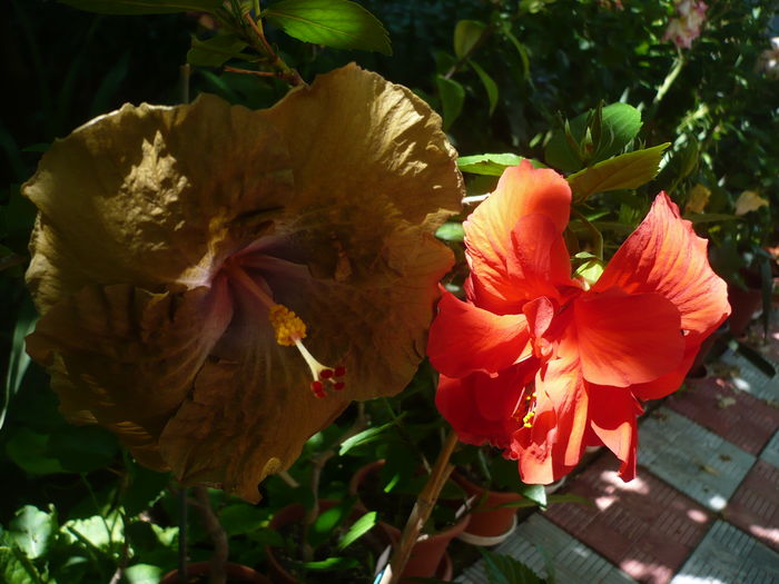 P1270669