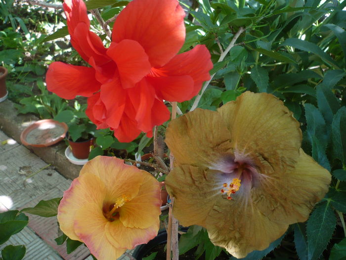 P1270686