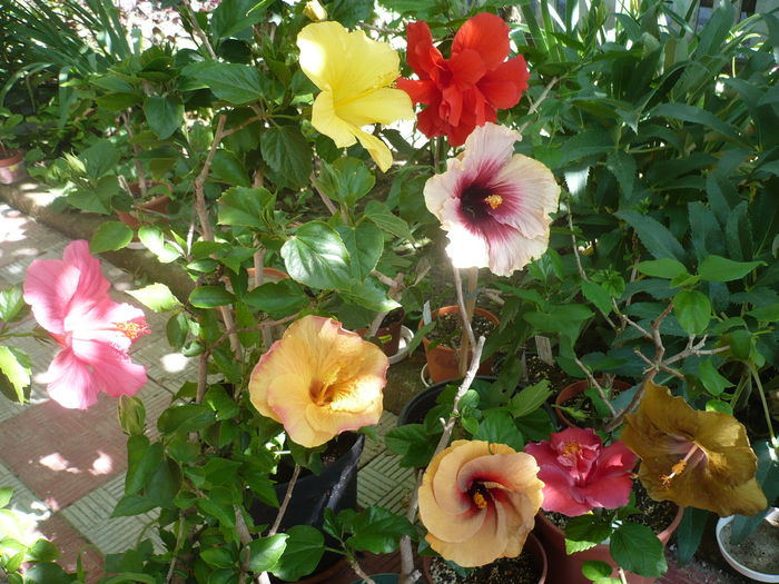 P1270690