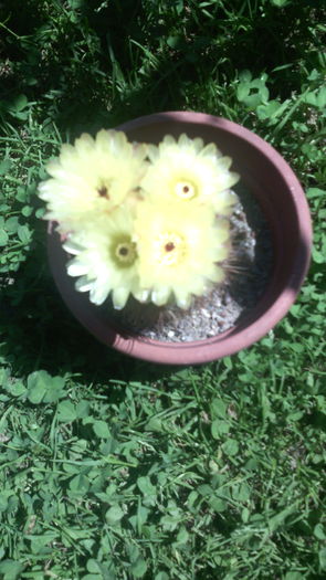 26 iunie - Cactusi 2015-2020