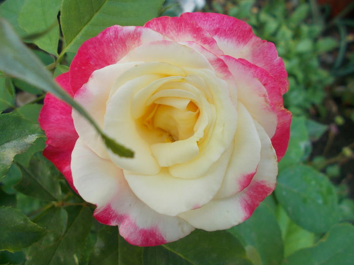 DSCN5496 - Gradina mea 2016