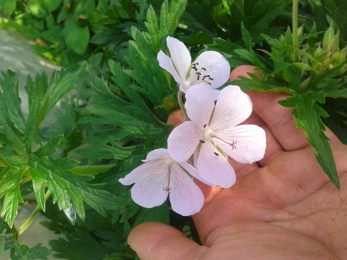 Floare bujor chinezesc