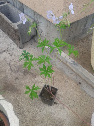 bujor chinezesc 5lei - 0 Plante ornamentale