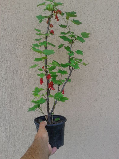 coacaz rosu cu rod 20lei - 0 0 Arbusti fructiferi 2017-2018