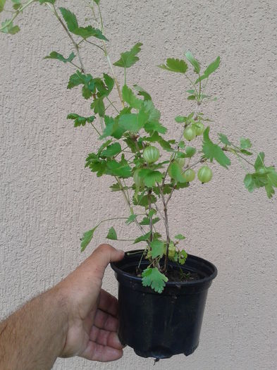 agris alb cu rod 13 - 0 0 Arbusti fructiferi 2017-2018
