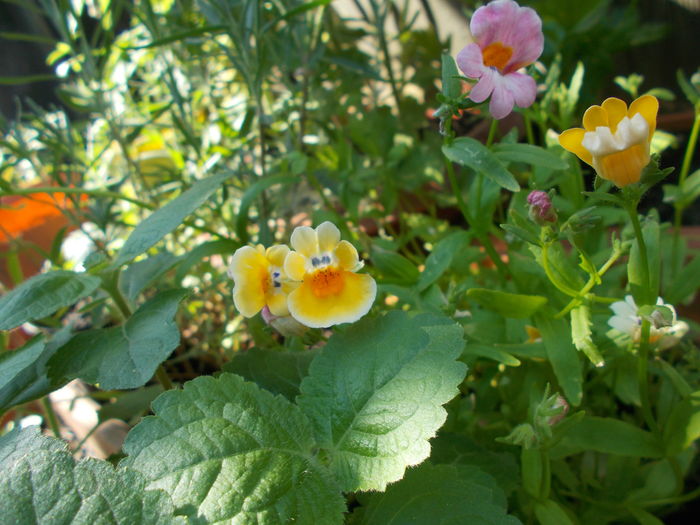 DSCN5528 - Gradina mea 2016