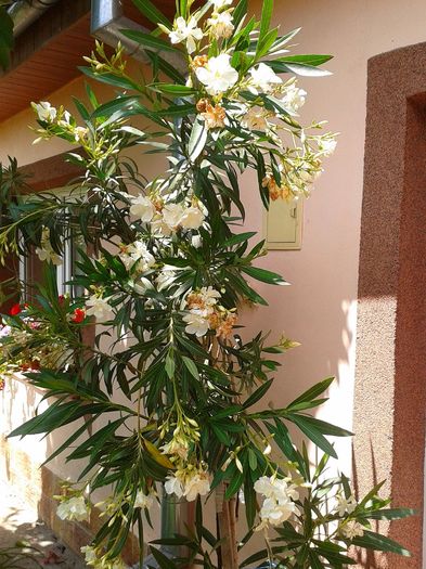 13518021_1068813469858095_2072318562_o