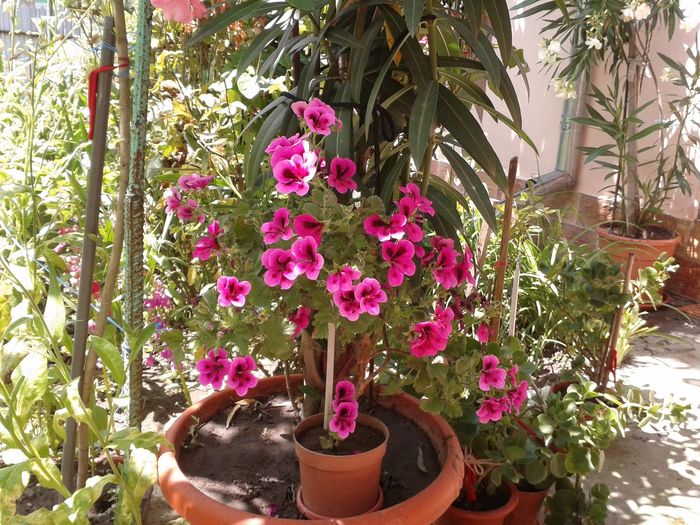 13523972_1068813249858117_557803475_o