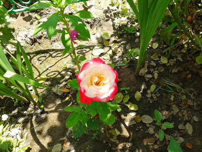 13524121_1068813463191429_445917870_o