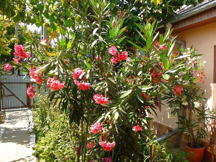 13549153_1068813529858089_24678211_o