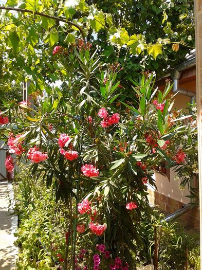 13555829_1068813539858088_905044011_o