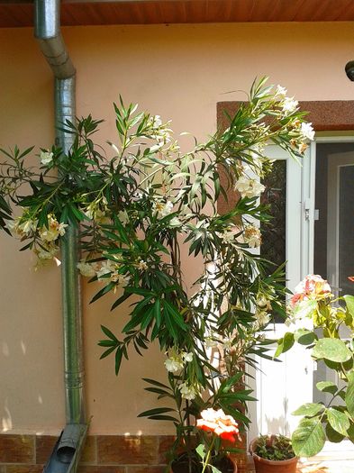 13555945_1068813393191436_955312019_o