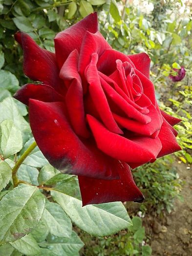 13528422_971118623034632_2421682566067510642_o - 0 TRANDAFIRI 2016