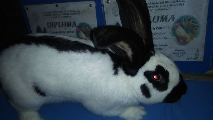 195746=MASCUL ;FLUTURE GERMAN ;; ACHIZITIE=DnlZOLTAN COVASNA;RO 90----1 6 25;
