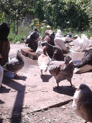 20160626_132750 - la balaceala