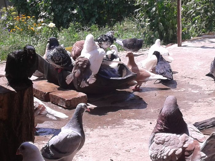 20160626_132803 - la balaceala