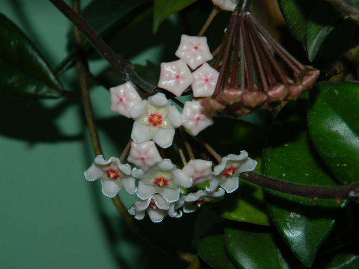 DSCN1089 - 2016 CATEVA SPLENDORI_ HIBISCUSI SI ALTE FLORI