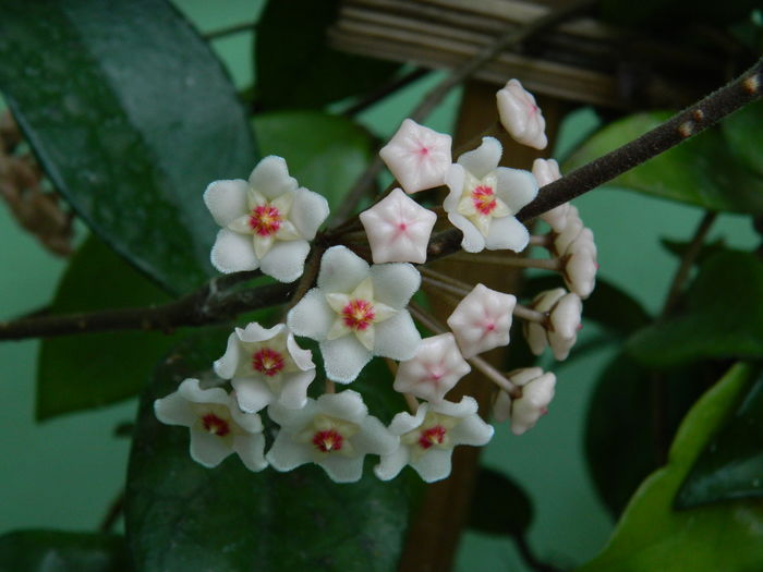 DSCN1090 - 2016 CATEVA SPLENDORI_ HIBISCUSI SI ALTE FLORI