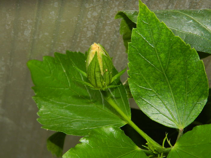 DSCN1107 - 2016 CATEVA SPLENDORI_ HIBISCUSI SI ALTE FLORI