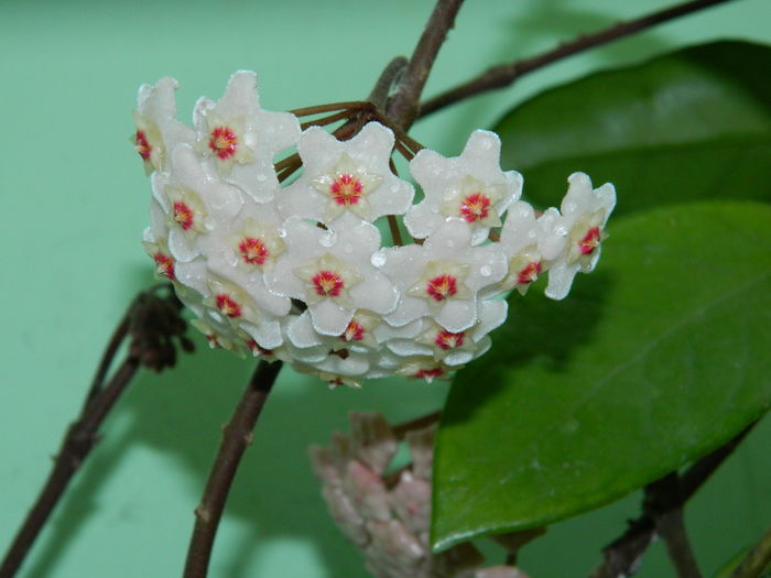 DSCN1179 - 2016 CATEVA SPLENDORI_ HIBISCUSI SI ALTE FLORI