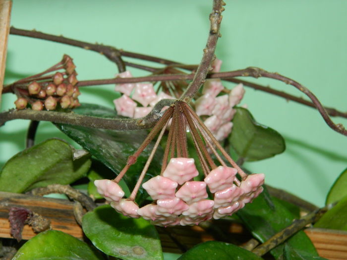 DSCN1180 - 2016 CATEVA SPLENDORI_ HIBISCUSI SI ALTE FLORI