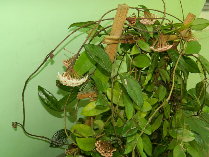 DSCN1181 - 2016 CATEVA SPLENDORI_ HIBISCUSI SI ALTE FLORI