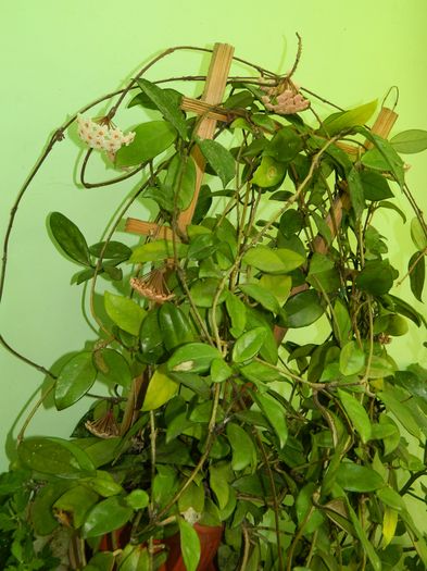 DSCN1183 - 2016 CATEVA SPLENDORI_ HIBISCUSI SI ALTE FLORI