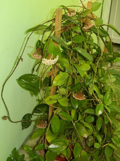 DSCN1212 - 2016 CATEVA SPLENDORI_ HIBISCUSI SI ALTE FLORI