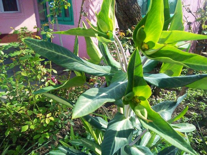 euphorbia lathyris