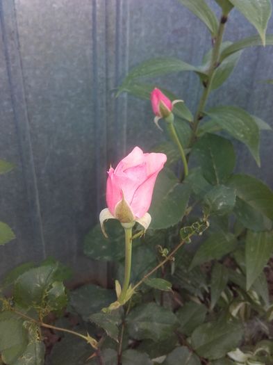 20160626_202816 - Trandafiri 2016