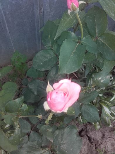 20160626_202809 - Trandafiri 2016