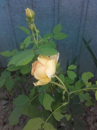 trandafir din butas; Este foarte bogat in crengute si are un miros delicat

