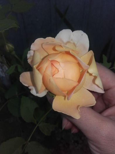 detaliu - Trandafiri 2016