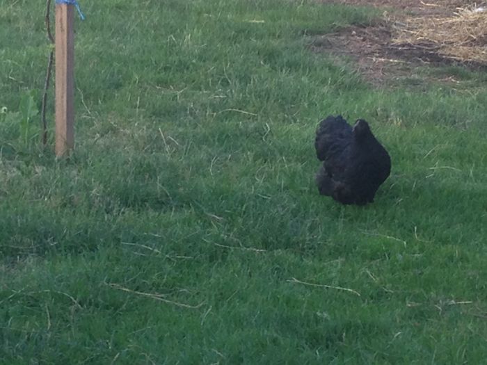 image - G ORPINGTON NEGRU